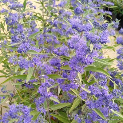 Bartblume - Caryopteris clandonensis  'Heavenly Blue'
