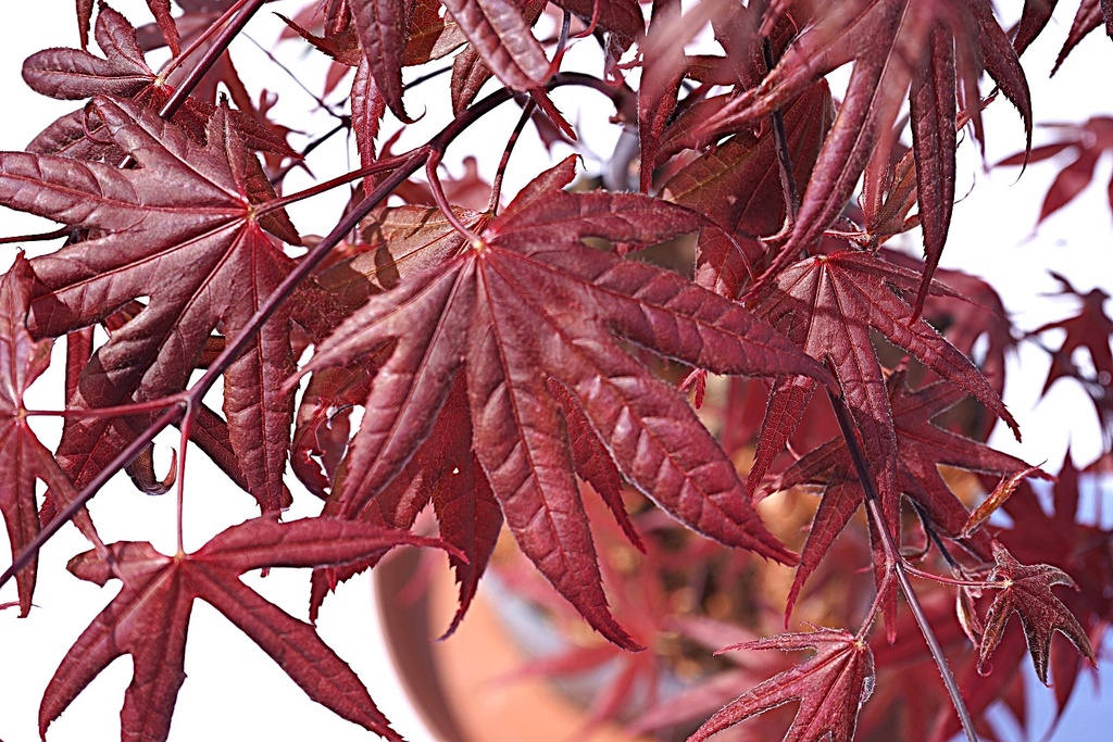 Roter Fächer-Ahorn - Acert palmatum 'Bloodgood' 40-50cm