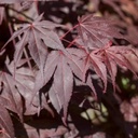 Roter Fächer-Ahorn - Acert palmatum 'Bloodgood' 60-80cm