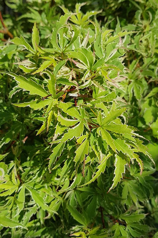Fächer-Ahorn - Acer palmatum 'Butterfly'