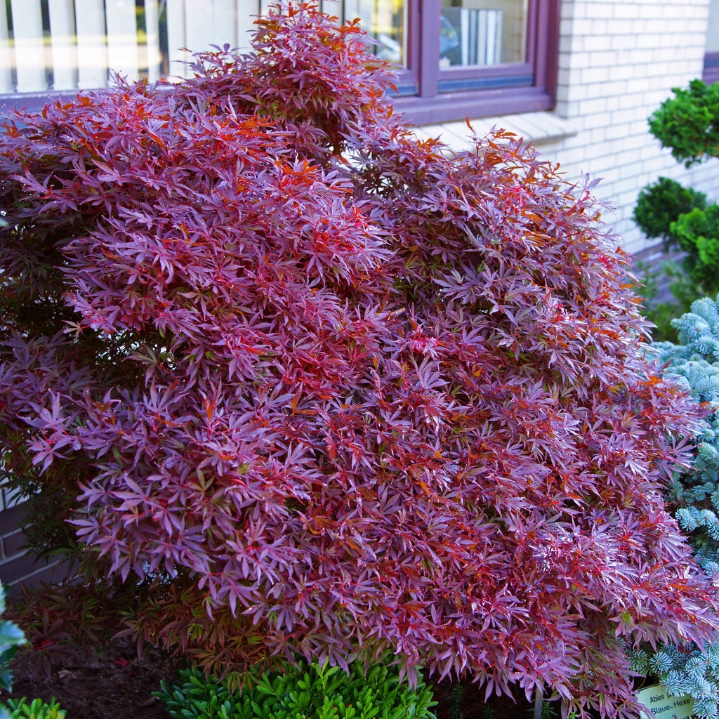 Fächer-Ahorn - Acer palmatum 'Shaina' 30-40cm