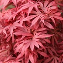 Fächer-Ahorn - Acer palmatum 'Shaina' 30-40cm