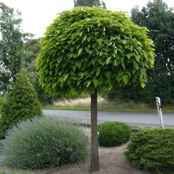 Kugel-Trompetenbaum - Catalpa bignonioides 'Nana' 150 cm