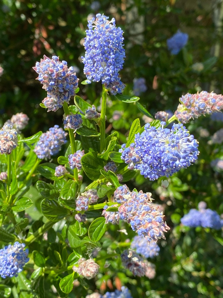 Kriechende Säckelblume - Ceanothus thyrsiflorus repens