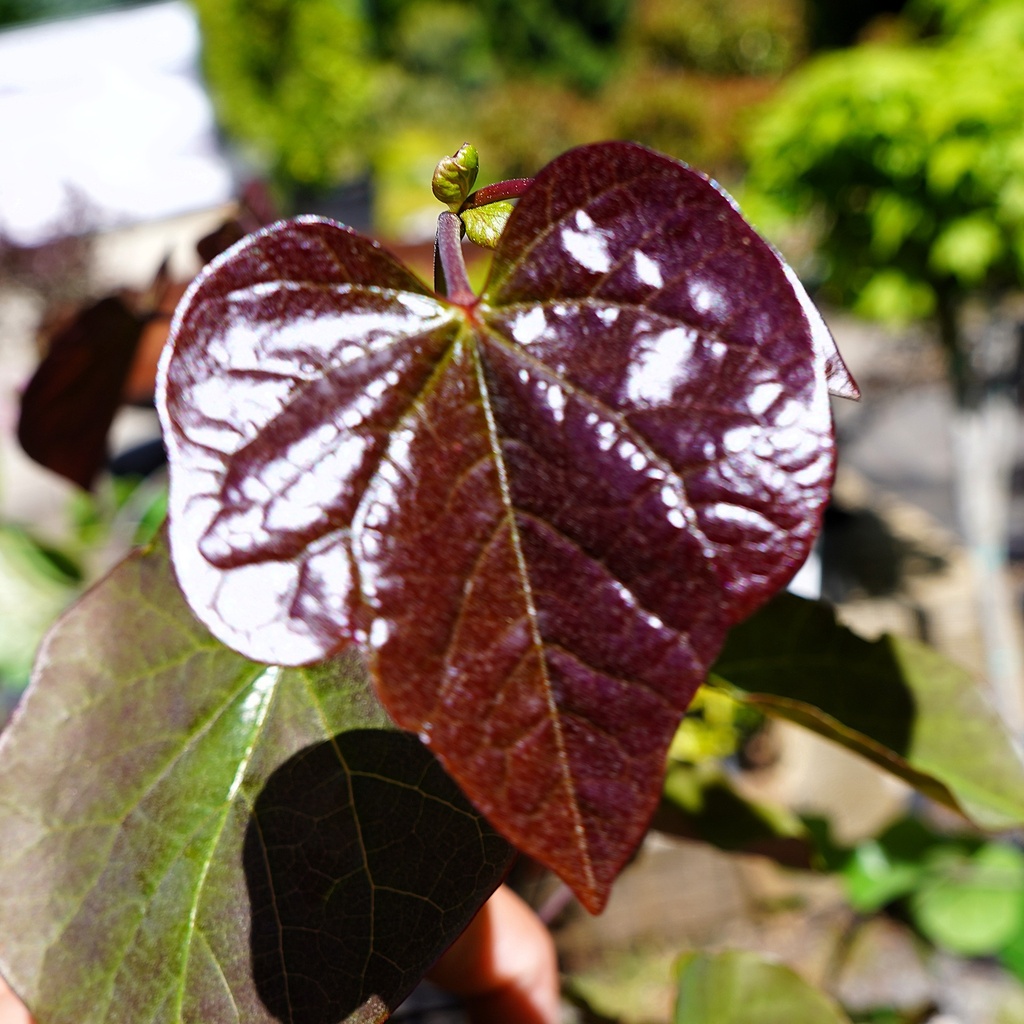 Kanadischer Judasbaum - Cercis canadensis 'Merlot' 100-125cm