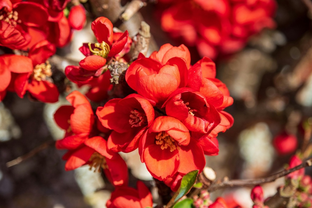 Chinesische Zierquitte - Chaenomeles speciosa 'Scarlet Storm'® 30-40cm