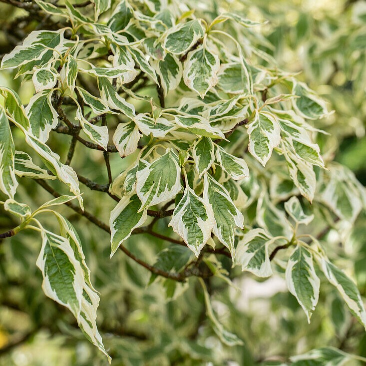 Hoher Weißbunter Pagoden-Hartriegel - Cornus controversa 'Variegata' 60-80cm