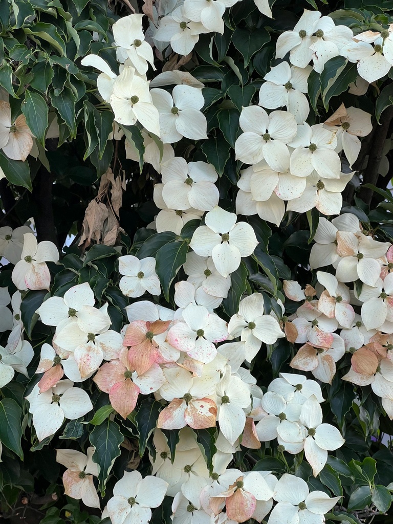 Japanischer Blumen-Hartriegel - Cornus kousa 'Cappucino'® 200-250cm