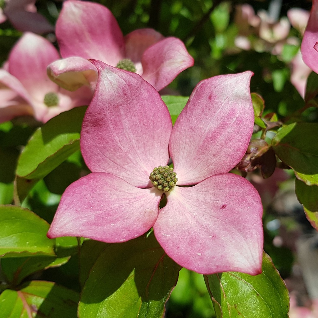 Japanischer Blumen-Hartriegel - Cornus kousa 'Satomi'® 60-80cm