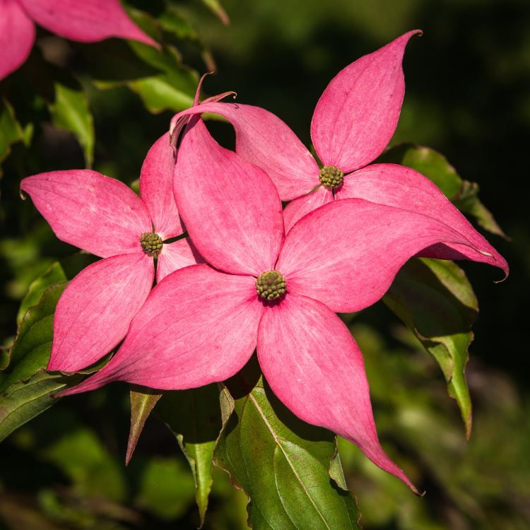 Chinesischer Blumen-Hartriegel - Cornus kousa 'Scarlet Fire'®80cm