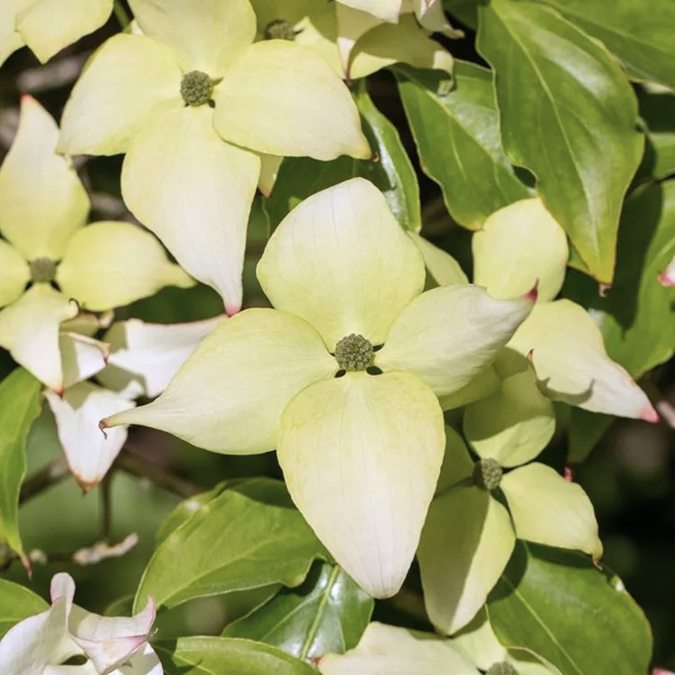 Chinesischer Blumen-Hartriegel - Cornus kousa 'Schmetterling' 60-80cm