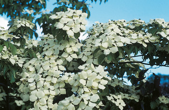 Chinesischer Blumen-Hartriegel - Cornus kousa 'Schmetterling' 60-80cm