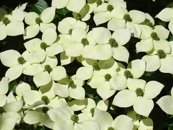 Chinesischer Blumen-Hartriegel - Cornus kousa 'Wieting's Select' 60-80cm