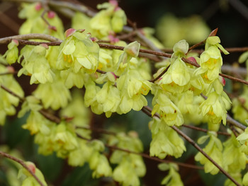 Glockenhasel / Niedrige Scheinhasel - Corylopsis pauciflora 30-40cm