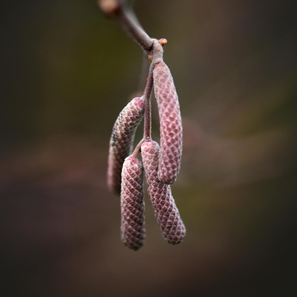 Rote Korkenzieherhasel - Corylus avellana 'Red Majestic' Stammhöhe 80 cm