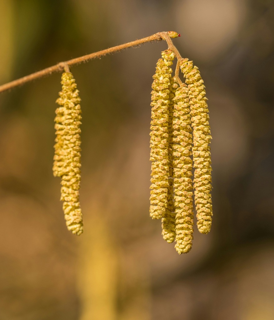 Haselnuss - Corylus avellana 'Lange Zellernuss' 50-60cm