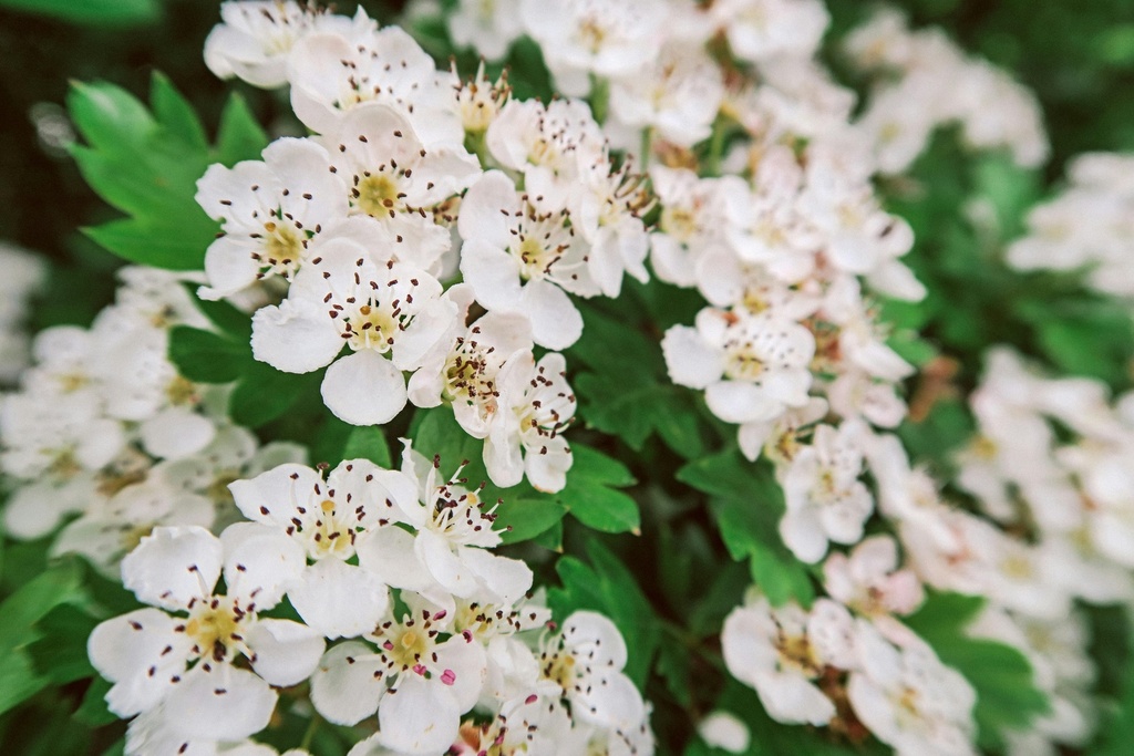 Apfeldorn - Crataegus x lavallei 'Carrierei' 60-80cm