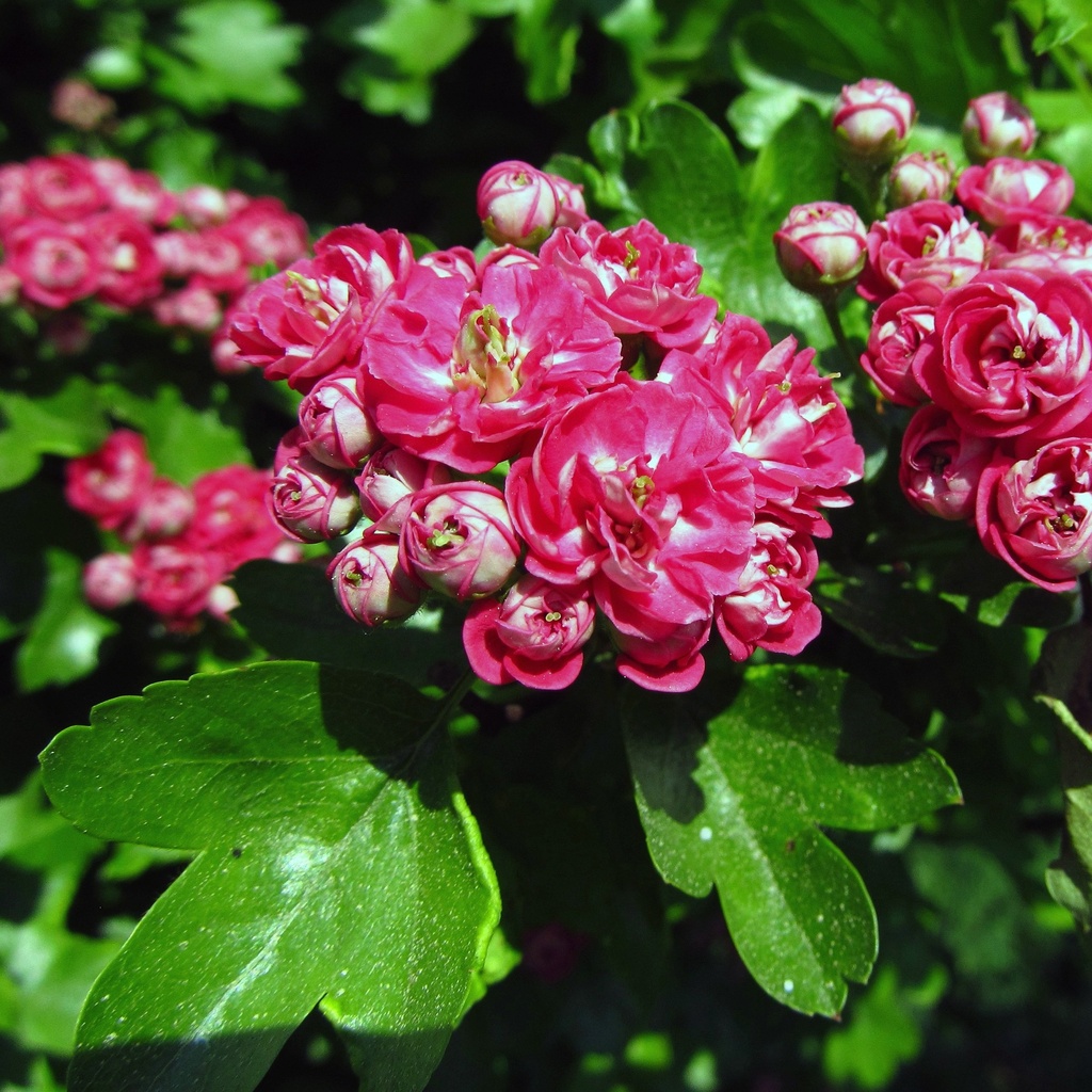 Echter Rotdorn - Crataegus laevigata 'Paul's Scarlet'-Stamm H8-10C