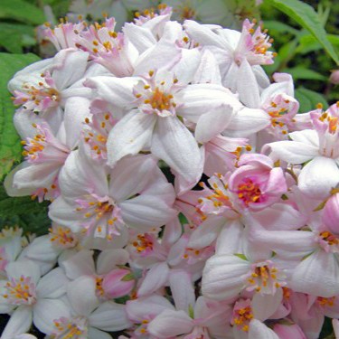 Rosendeutzie - Deutzia hybrida 'Mont Rose'