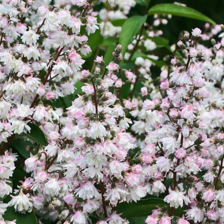 Maiblumen-Strauch / Gefüllter Sternchenstrauch - Deutzia scabra 'Plena' 60-80cm