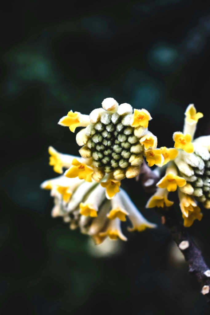 Japanischer Papierbusch / Mitsumata - Edgeworthia chrysantha