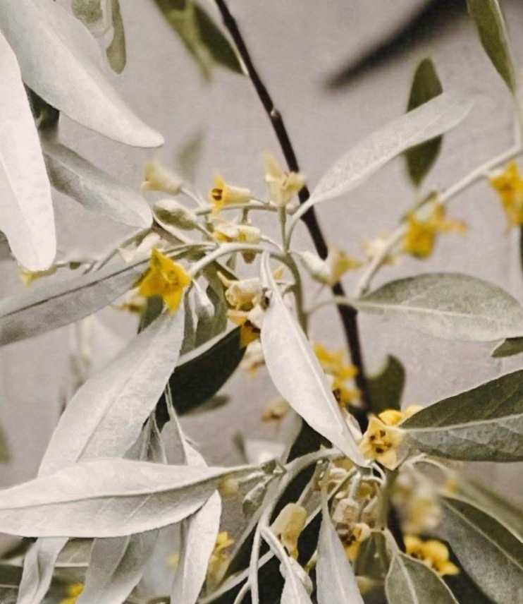 Wintergrüne Ölweide - Elaeagnus ebbingei