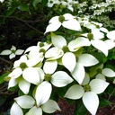 Chinesischer Blumen-Hartriegel - Cornus kousa var. chinensis 'Milky Way' 60-80cm