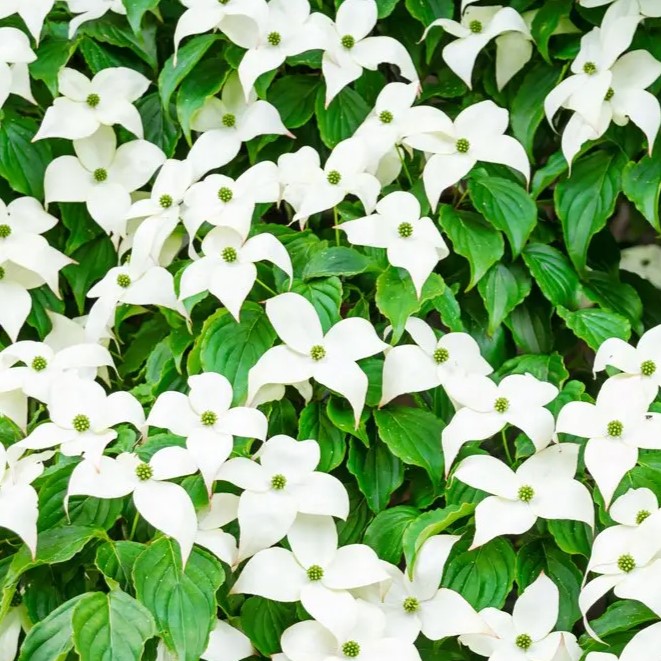 Japanischer Blumen-Hartriegel - Cornus kousa 'Robert's Select' 60-80cm