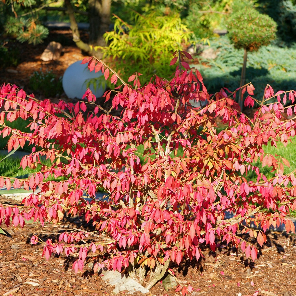 Niedriger Korkspindelstrauch - Euonymus alatus 'Compactus' 30-40cm