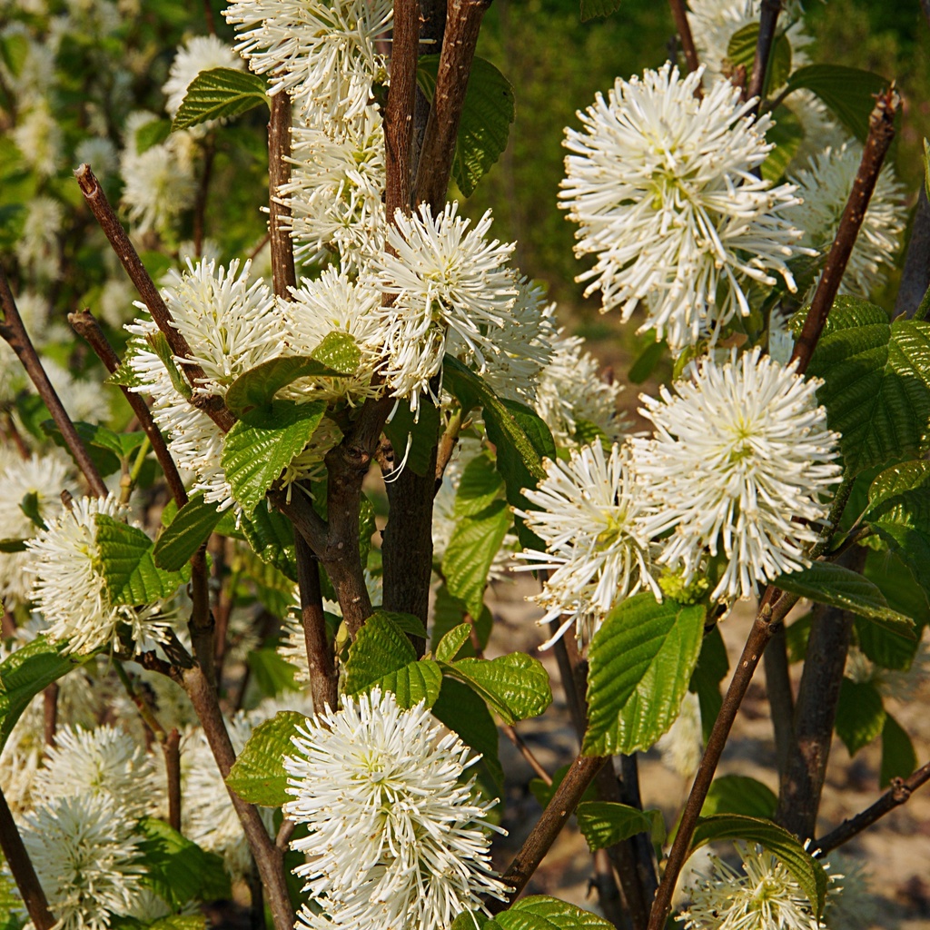 Hoher Federbuschstrauch - Fothergilla major 30-40cm