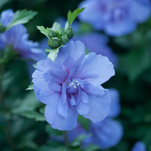 Echter Roseneibisch - Hibiscus 'Blue Chiffon'® 40-50cm