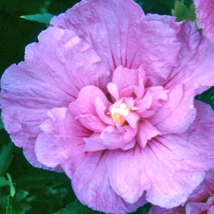 Garteneibisch - Hibiscus syriacus 'Lavender Chiffon'® 40-50cm