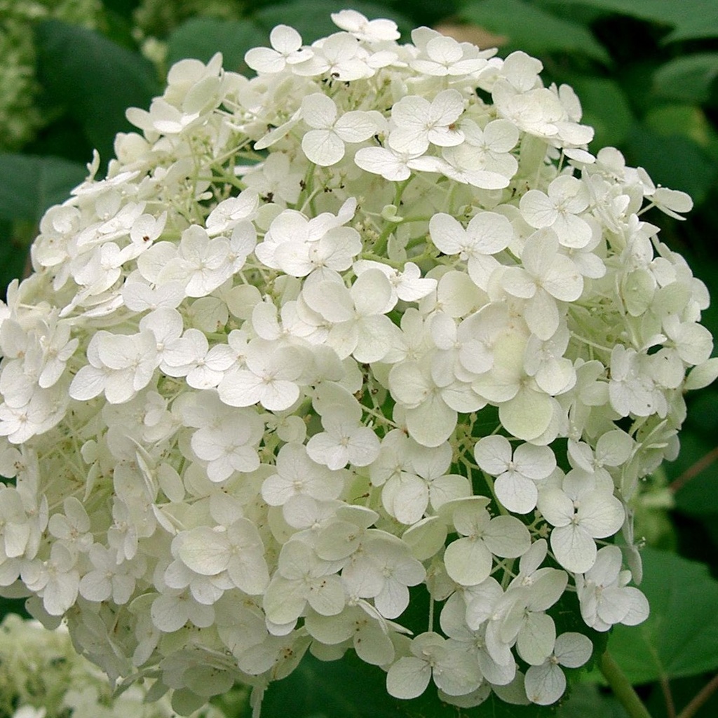 Ballhortensie - Hydrangea arborescens 'Annabelle'