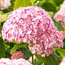 Ballhortensie - Hydrangea arborescens 'Candybelle® Bubblegum' C3