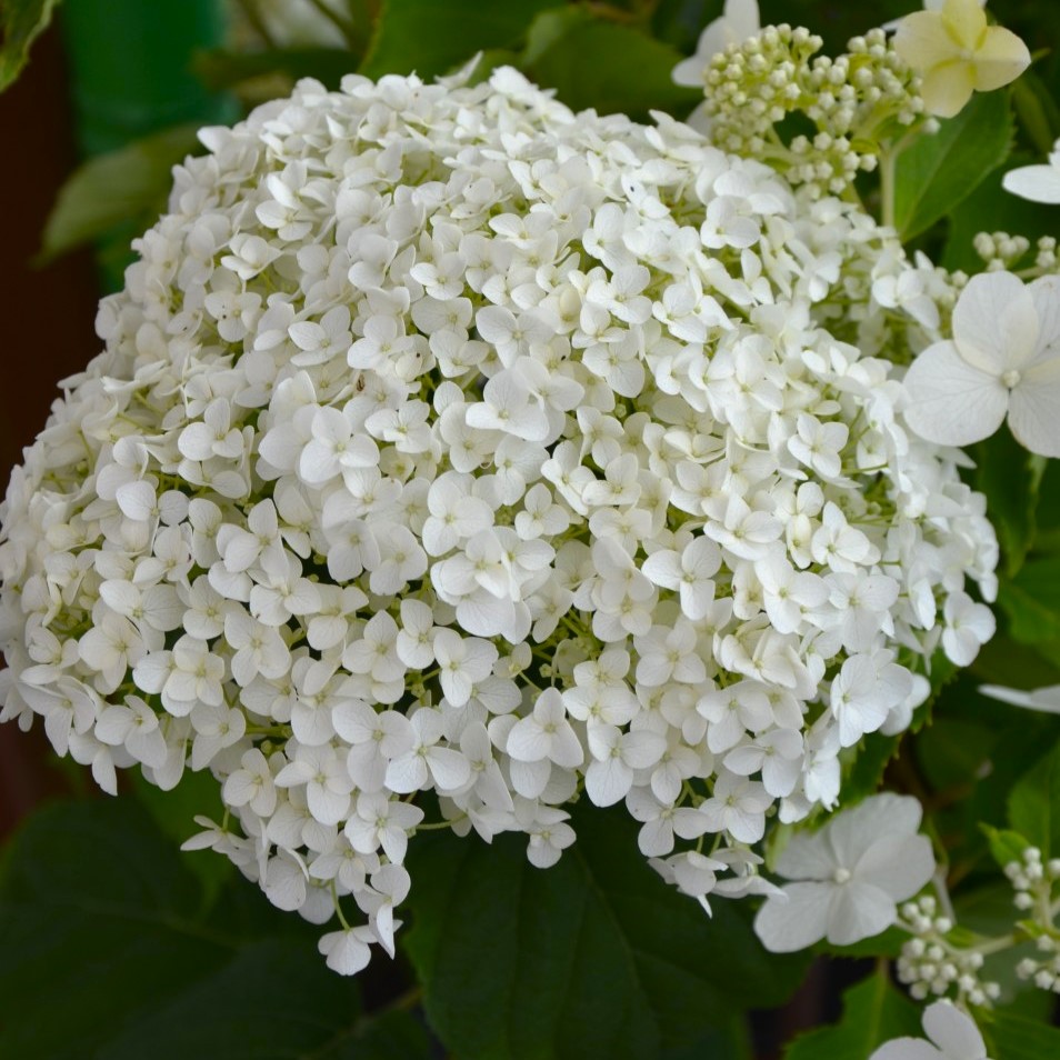 Ballhortensie - Hydrangea arborescens Proven Winners® 'Strong Annabelle'® 30-40cm