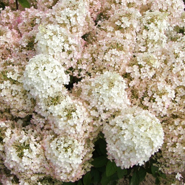 Rispenhortensie - Hydrangea paniculata 'Bobo'®