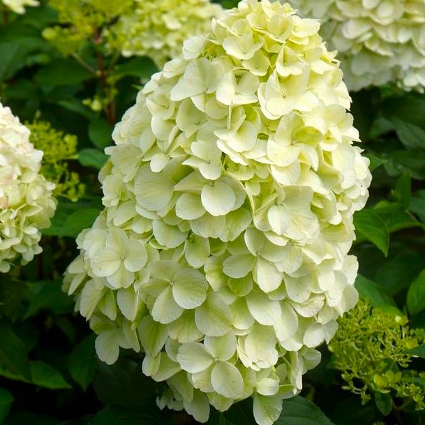 Rispenhortensie - Hydrangea paniculata 'Hercules' C6