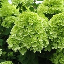 Rispenhortensie - Hydrangea paniculata 'Limelight' C3