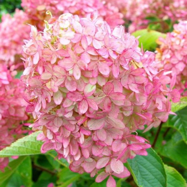 Rispenhortensie - Hydrangea paniculata Proven Winners® 'Pinkachu'® C5