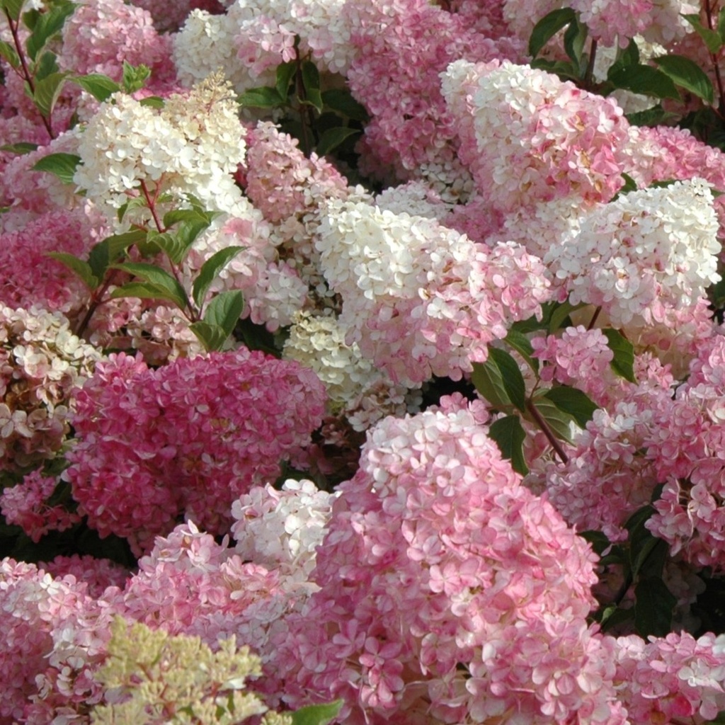 Rispenhortensie - Hydrangea paniculata 'Vanille-Fraise' C3