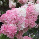 Rispenhortensie - Hydrangea paniculata 'Vanille-Fraise' C3