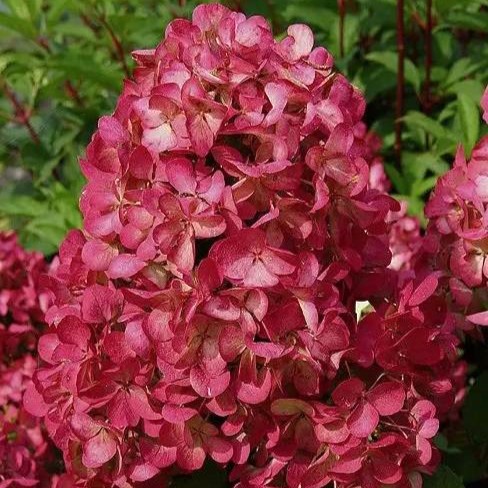 Rispenhortensie - Hydrangea paniculata 'Wim's Red' C3