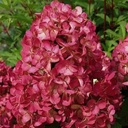 Rispenhortensie - Hydrangea paniculata 'Wim's Red' C3