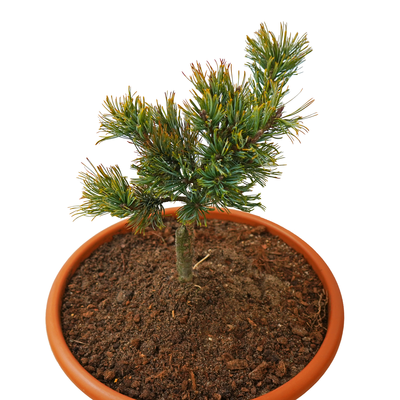 handveredelte Zwergkiefer - Pinus pumila 'Blue Mops' - sibirische- Kugelkiefer silber/blau- nadelig (40-50 cm)