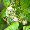 Kletterhortensie - Hydrangea petiolaris 'Crug Coral' 60-80cm