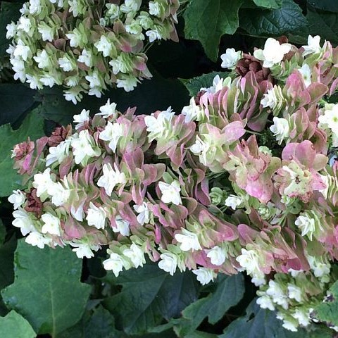 Eichenblättrige Hortensie - Hydrangea quercifolia 'Snowflake' 30-40cm