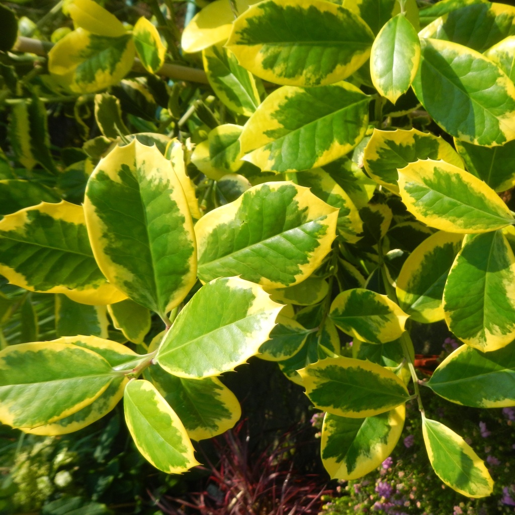 Großblättrige Stechpalme - Ilex altaclerensis 'Golden King' 40-50cm