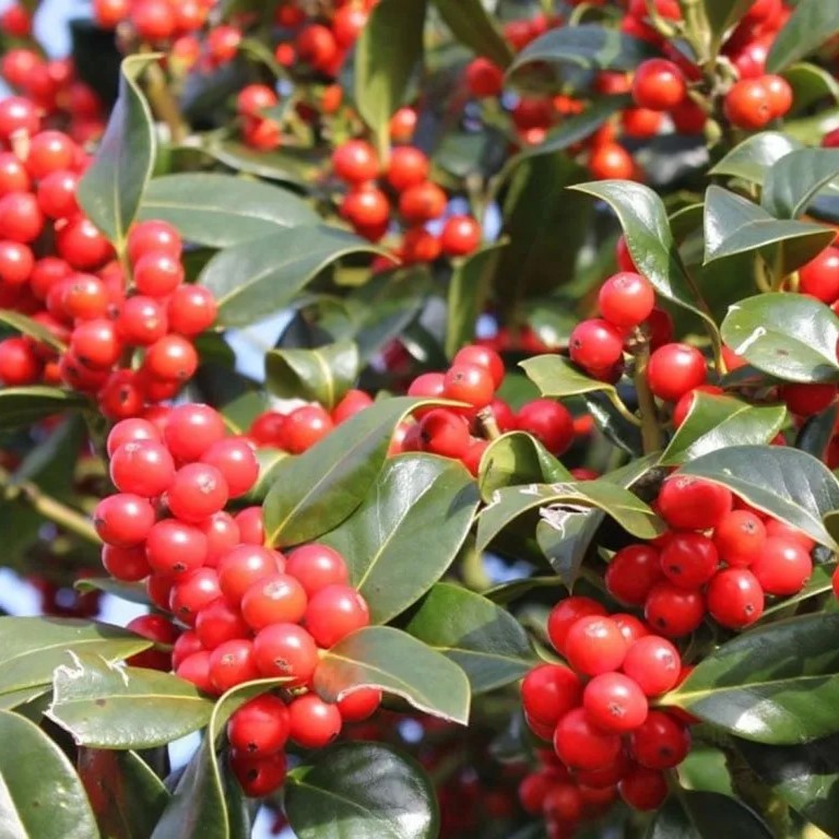 Fruchtende Stechpalme - Ilex aquifolium 'J.C. van Tol' 40-50cm