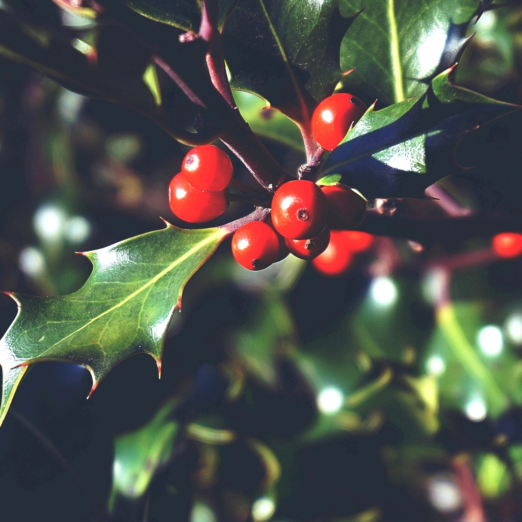 Fruchtende Stechpalme - Ilex aquifolium 'J.C. van Tol' 40-50cm