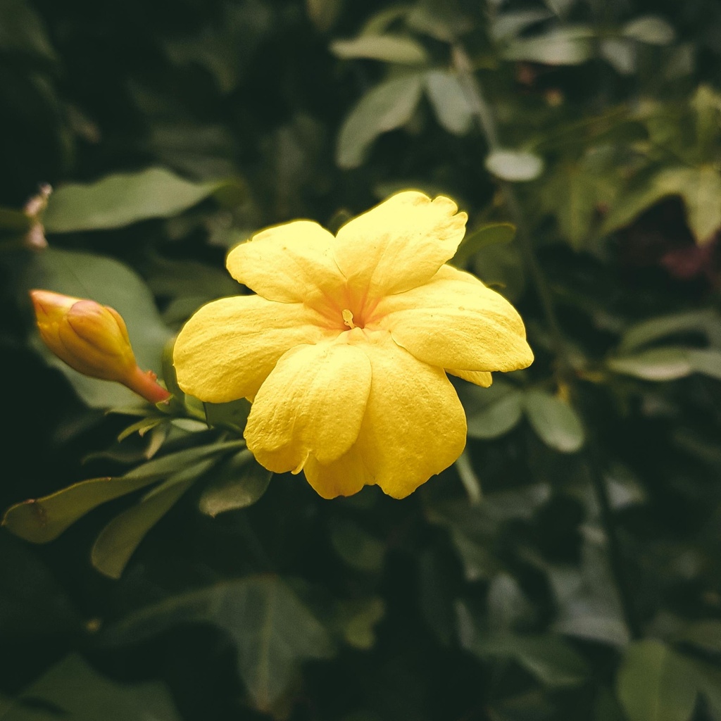 Winterjasmin - Jasminum nudiflorum 60-80cm